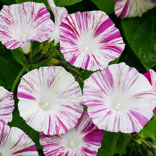 Venice Pink Morning Glory