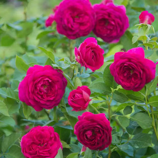 Celestial Night™ Floribunda Rose