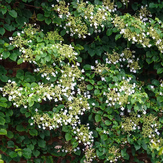 Climbing Hydrangea