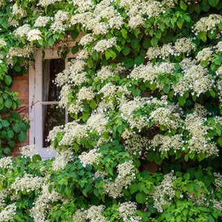 Climbing Hydrangea