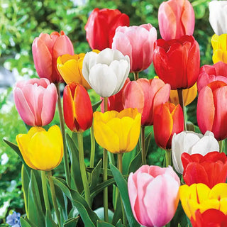 Mixed Long-Stemmed Perennial Tulip Super Bag