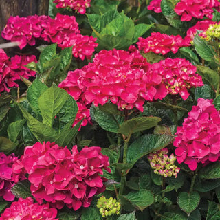 Glowing Embers Hydrangea Plant