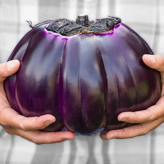 Prosperosa Eggplant