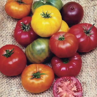 Heirloom Rainbow Blend Tomato