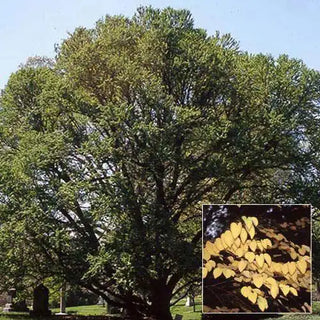 Katsura Tree