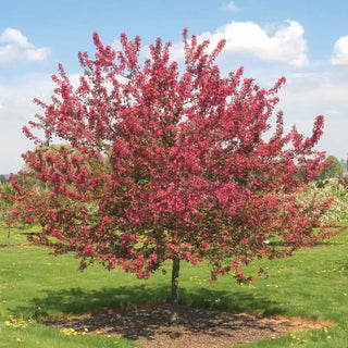 Prairie Fire Crabapple Tree