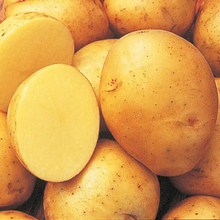 Yukon Gold Potato