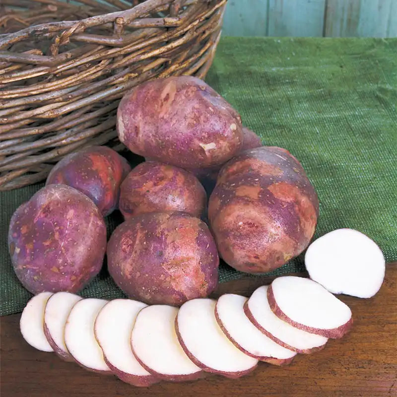 Purple Viking Potato