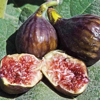 Hardy Chicago Fig Tree