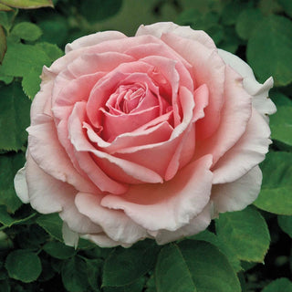 Pearly Gates™ Climbing Rose