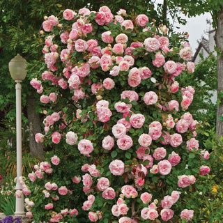 Pearly Gates™ Climbing Rose