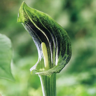 Jack-in-the-Pulpit