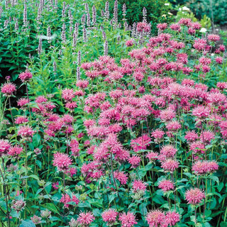 Pink Bee Balm