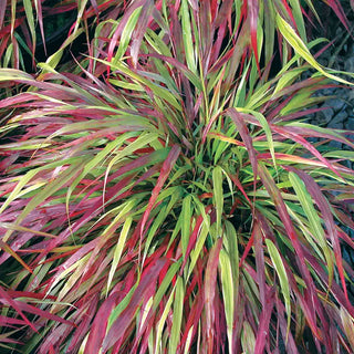 Beni Kaze Japanese Forest Grass Plant