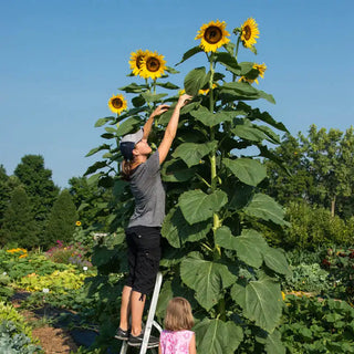 Sunflower American Giant