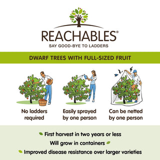 Gala Reachables® Apple Tree