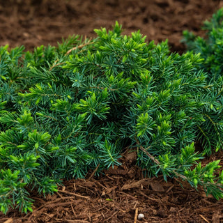 Blue Star Juniper