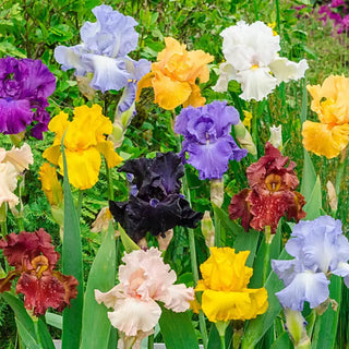 Tall Bearded Iris Grab Bag