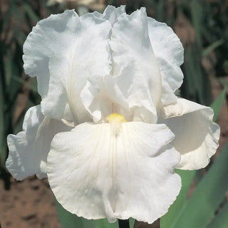 Immortality Reblooming Iris