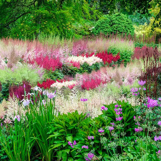 Astounding Astilbe