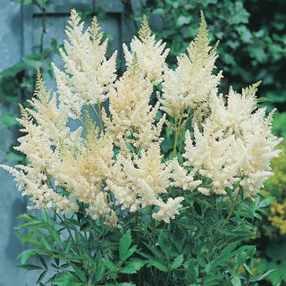 Astounding Astilbe