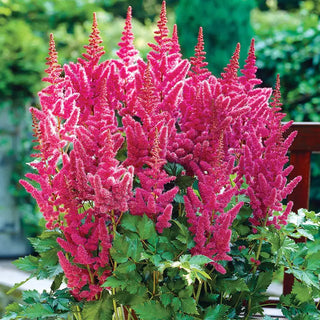 Astounding Astilbe