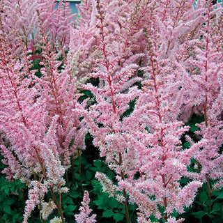 Astounding Astilbe