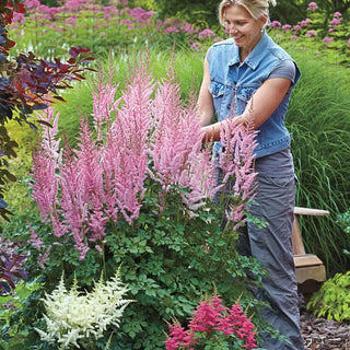 Astounding Astilbe