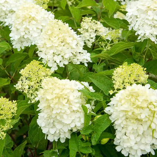 Limelight Hydrangea