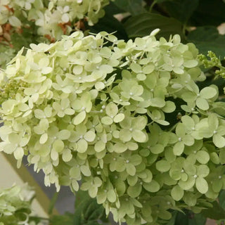 Limelight Hydrangea