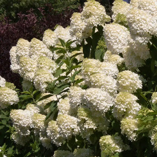 Limelight Hydrangea