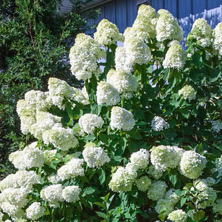 Limelight Hydrangea