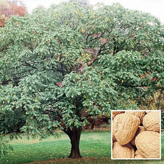 Hardy English Walnut Tree