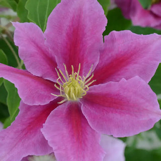 Vicki™ Clematis