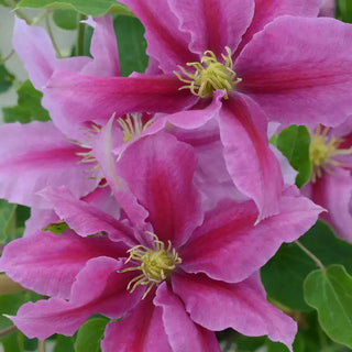 Vicki™ Clematis