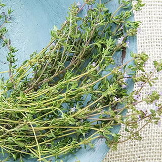 German Winter Thyme Herb — Plant