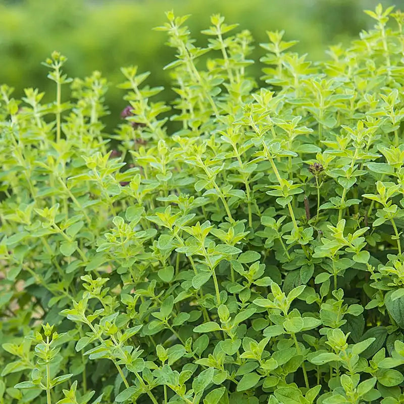 Oregano Herb — Plant