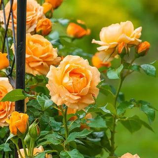 Golden Opportunity™ Climbing Rose