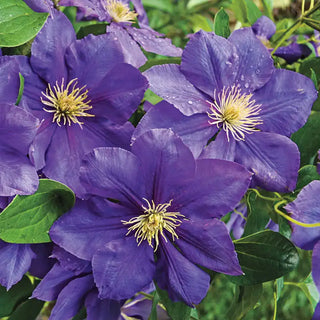 Clematis General Sikorski