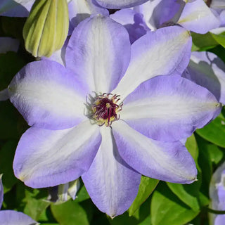 Clematis Ivan Olsson