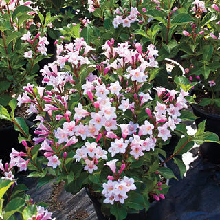 Weigela Polka