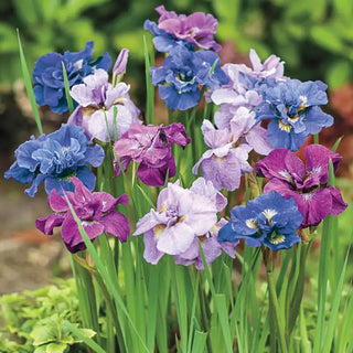 Siberian Iris Mix