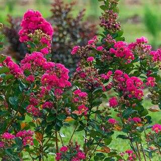 Northern Belle Hardy Watermelon Crape Myrtle