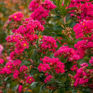 Northern Belle Hardy Watermelon Crape Myrtle