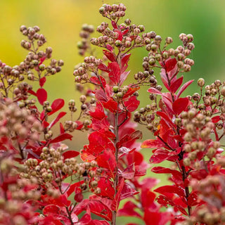 Northern Belle Hardy Watermelon Crape Myrtle