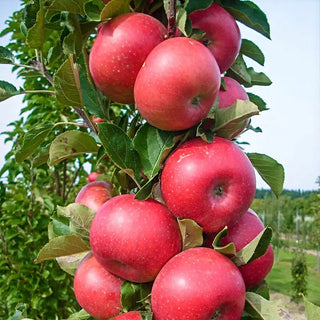 Tasty Red™ Fruit Snacks™ Apple Tree