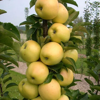 Golden Treat™ Fruit Snacks™ Apple Tree