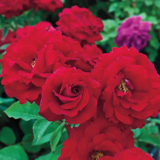 Oh My!® Floribunda Rose - Jumbo