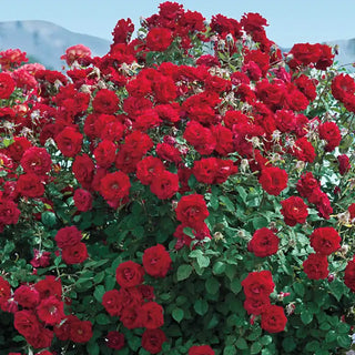 Oh My!® Floribunda Rose - Jumbo