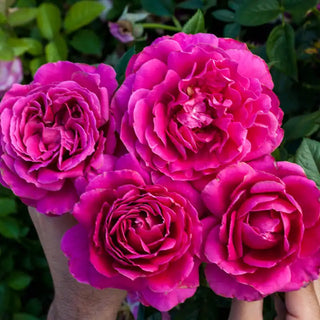 Pretty Lady Rose™ Hybrid Tea Rose